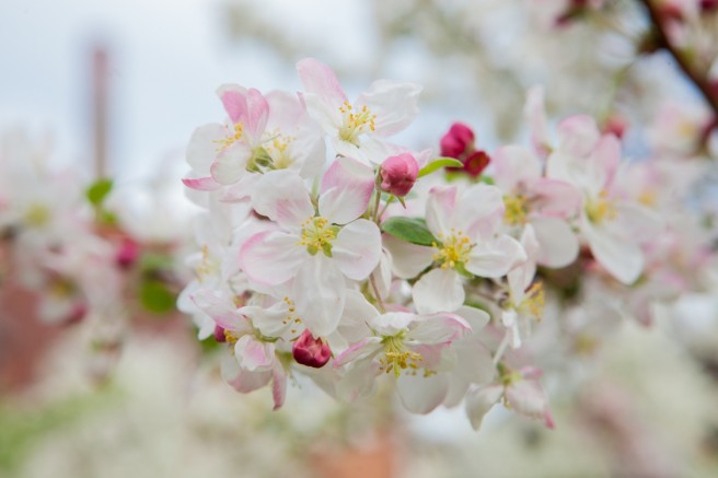 Kirschblüten