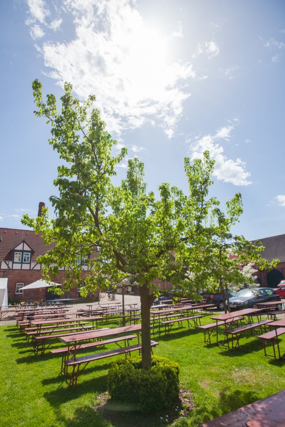 Kirschblüten