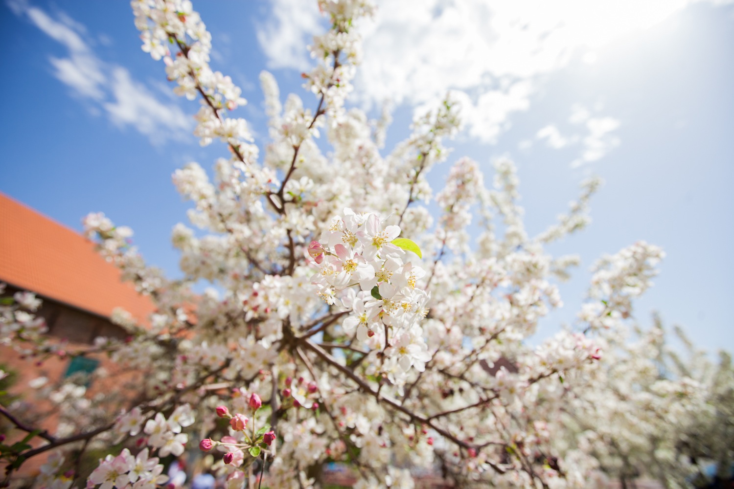 Kirschblüten