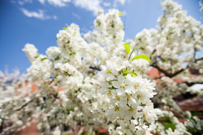 Kirschblüten