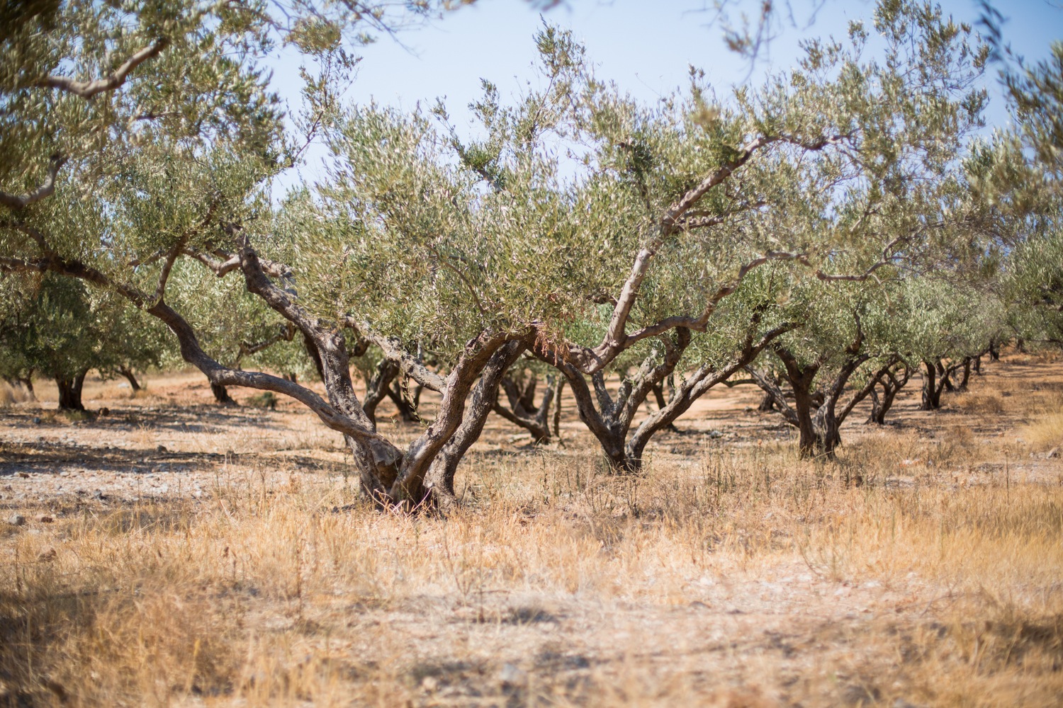Olivenhain bei Falasarna auf Kreta