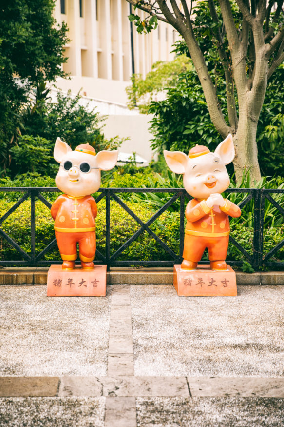 Pigs, Macao