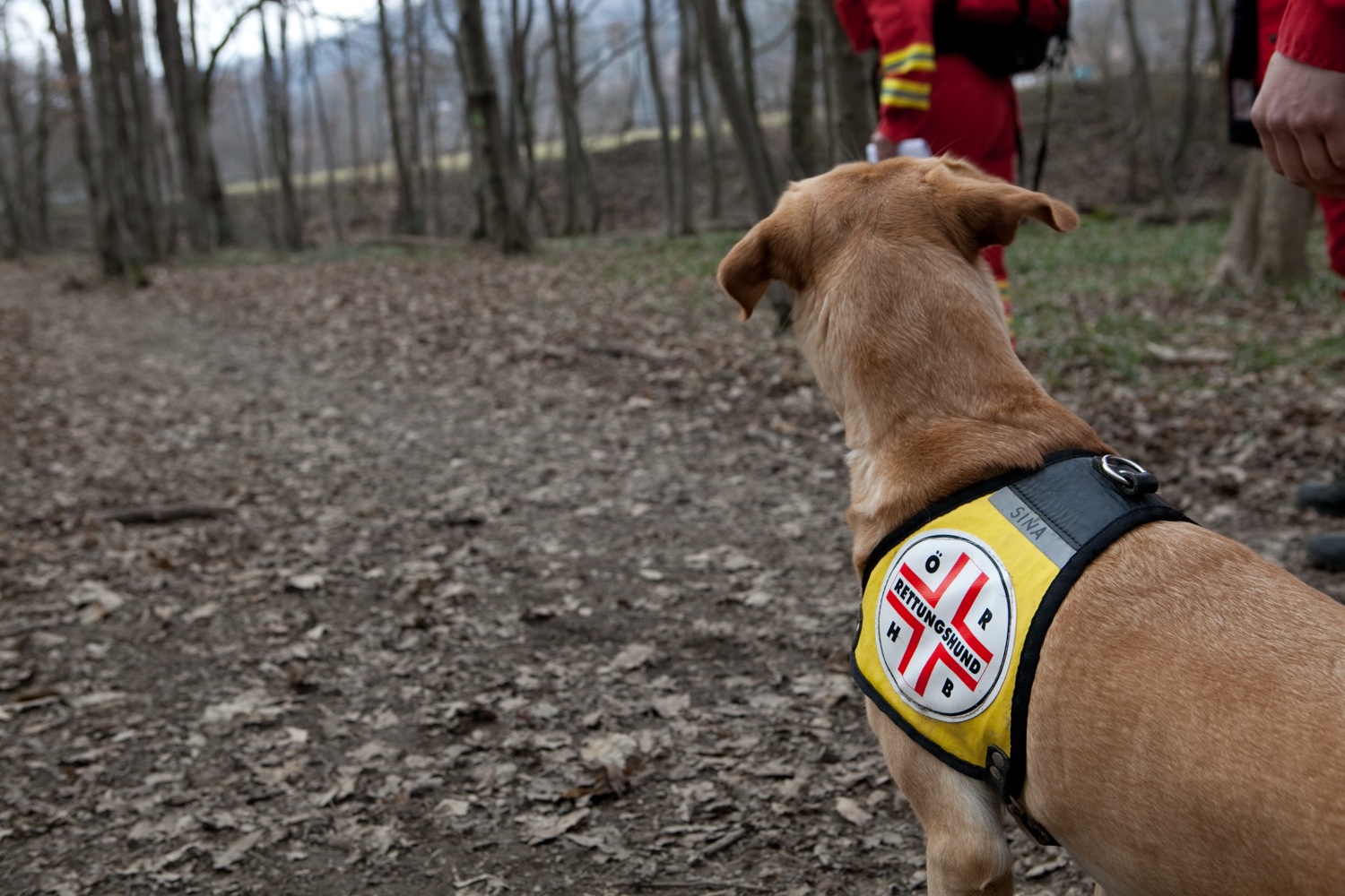 Landesübung der Staffel Nord der Österreichischen Rettungshundebrigade