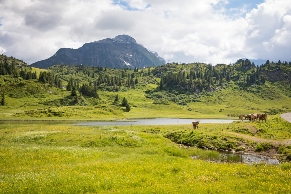 Kühe bei Lech